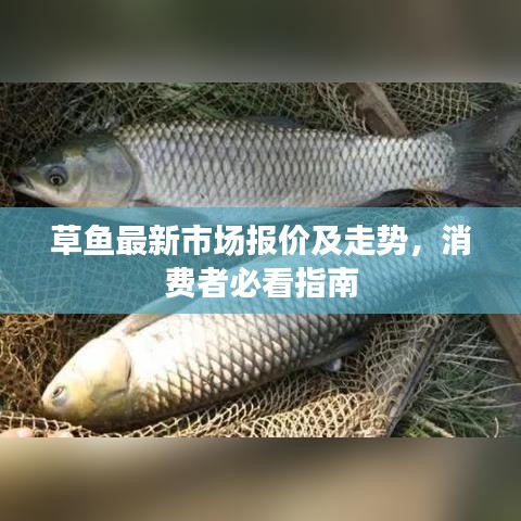 草鱼最新市场报价及走势，消费者必看指南