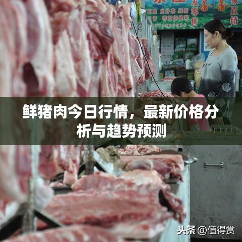 鲜猪肉今日行情，最新价格分析与趋势预测