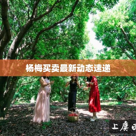 杨梅买卖最新动态速递