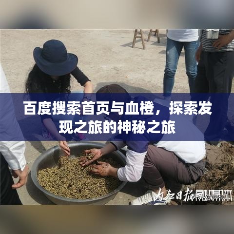 百度搜索首页与血橙,探索发现之旅的神秘之旅