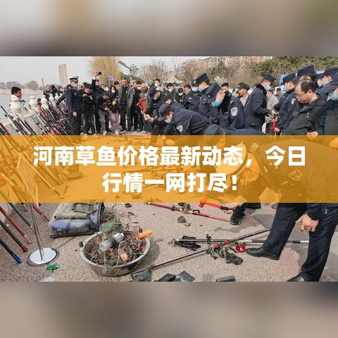 河南草鱼价格最新动态，今日行情一网打尽！