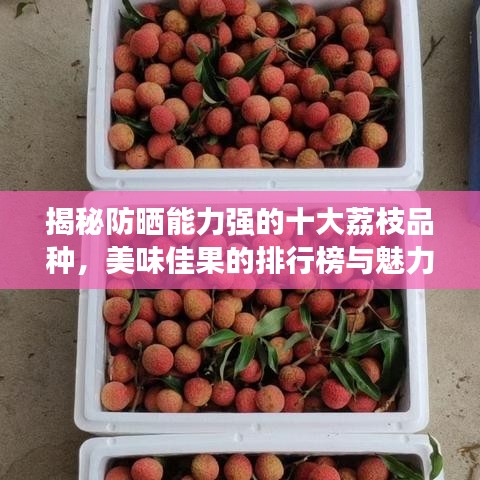 揭秘防晒能力强的十大荔枝品种,美味佳果的排行榜与魅力展示