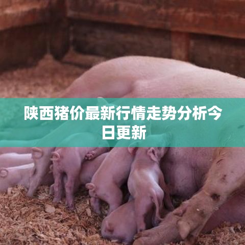 陕西猪价最新行情走势分析今日更新