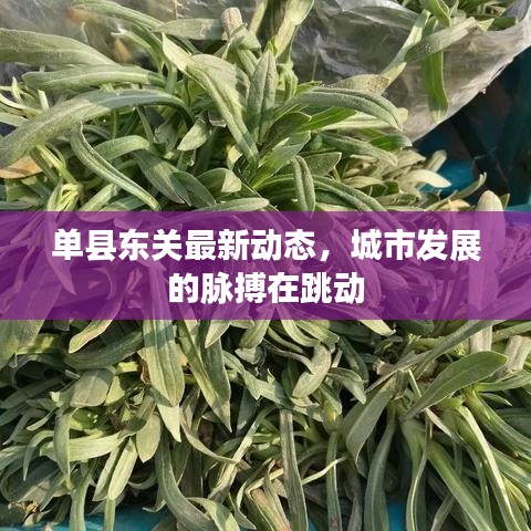 单县东关最新动态，城市发展的脉搏在跳动