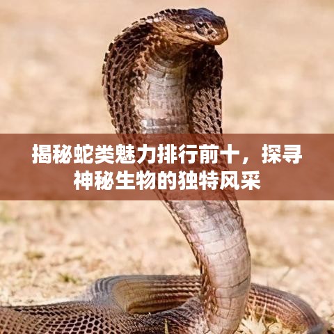 揭秘蛇类魅力排行前十,探寻神秘生物的独特风采