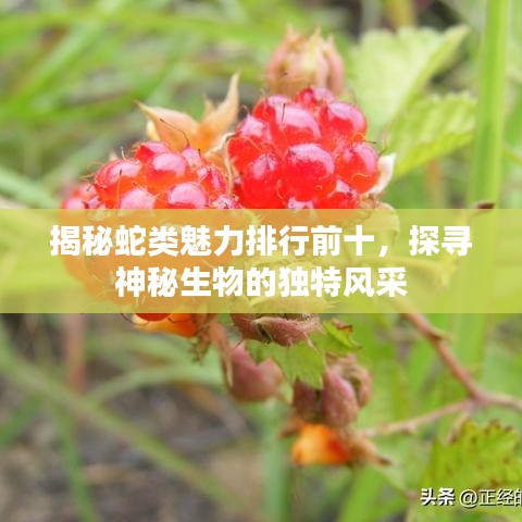 揭秘蛇类魅力排行前十,探寻神秘生物的独特风采