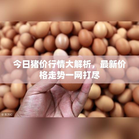今日猪价行情大解析，最新价格走势一网打尽