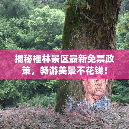 揭秘桂林景区最新免票政策，畅游美景不花钱！