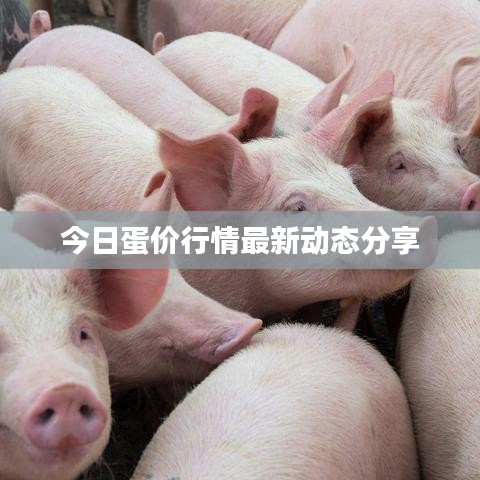 今日蛋价行情最新动态分享