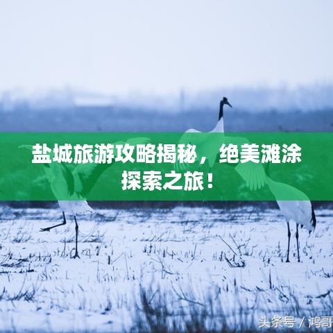 盐城旅游攻略揭秘，绝美滩涂探索之旅！