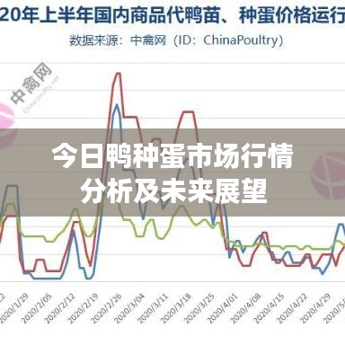 今日鸭种蛋市场行情分析及未来展望