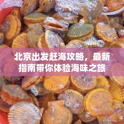 北京出发赶海攻略,最新指南带你体验海味之旅