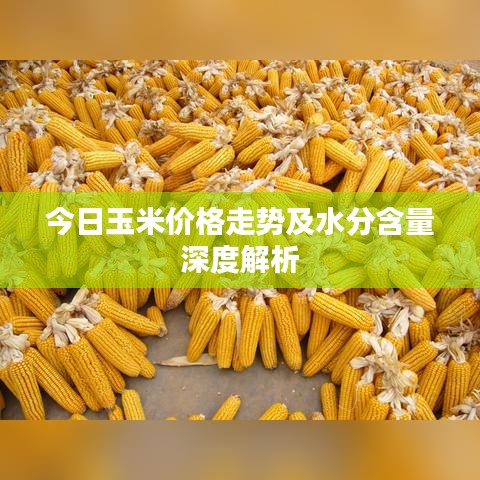 今日玉米价格走势及水分含量深度解析