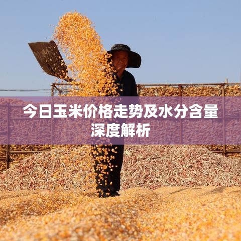今日玉米价格走势及水分含量深度解析