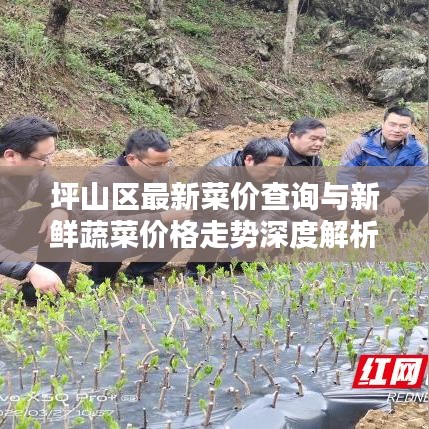 坪山区最新菜价查询与新鲜蔬菜价格走势深度解析