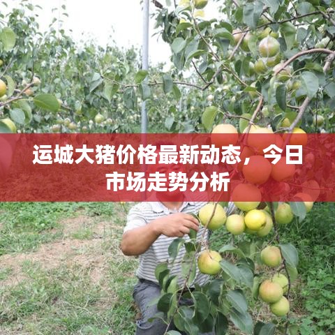 运城大猪价格最新动态，今日市场走势分析