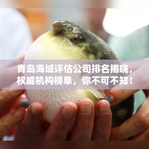 青岛海域评估公司排名揭晓,权威机构榜单,你不可不知!