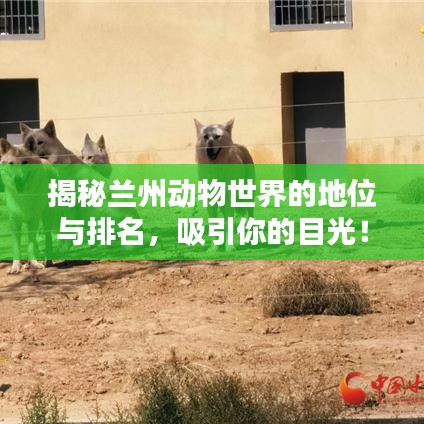 揭秘兰州动物世界的地位与排名，吸引你的目光！