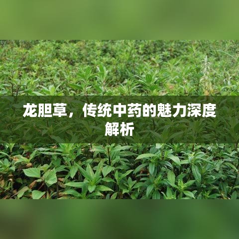 龙胆草,传统中药的魅力深度解析
