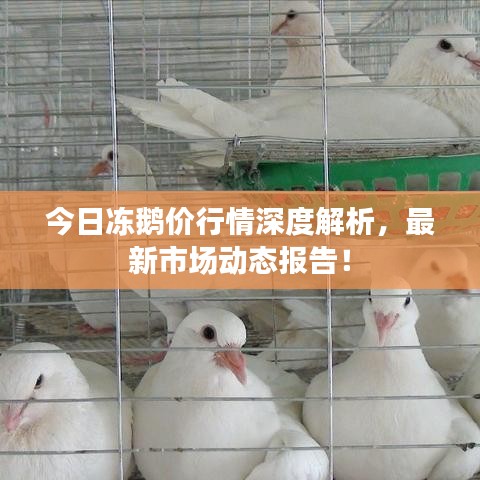 今日冻鹅价行情深度解析，最新市场动态报告！
