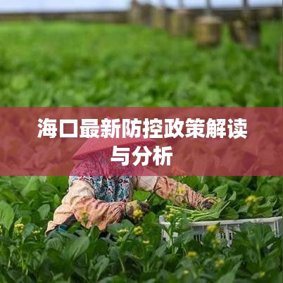 海口最新防控政策解读与分析