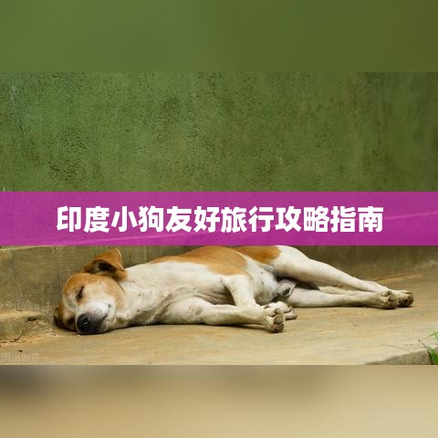 印度小狗友好旅行攻略指南