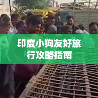 印度小狗友好旅行攻略指南