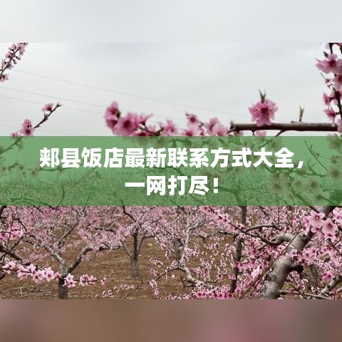 郏县饭店最新联系方式大全，一网打尽！