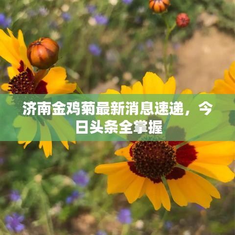 济南金鸡菊最新消息速递，今日头条全掌握