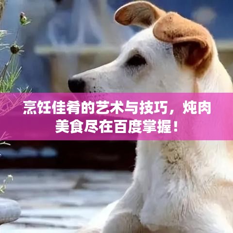 烹饪佳肴的艺术与技巧，炖肉美食尽在百度掌握！