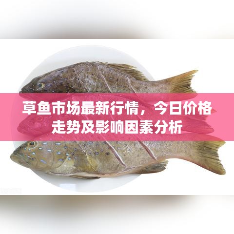 草鱼市场最新行情,今日价格走势及影响因素分析