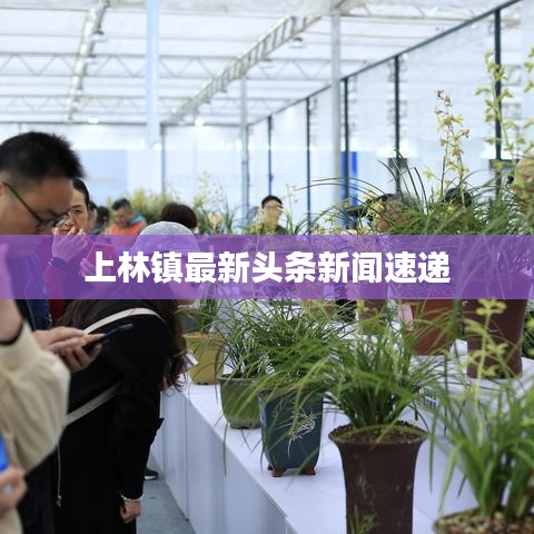 上林镇最新头条新闻速递