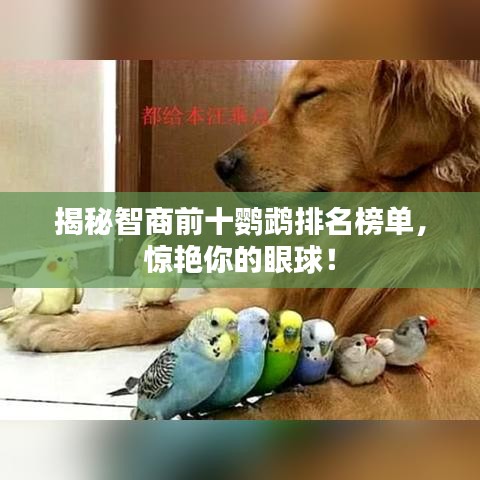 揭秘智商前十鹦鹉排名榜单，惊艳你的眼球！