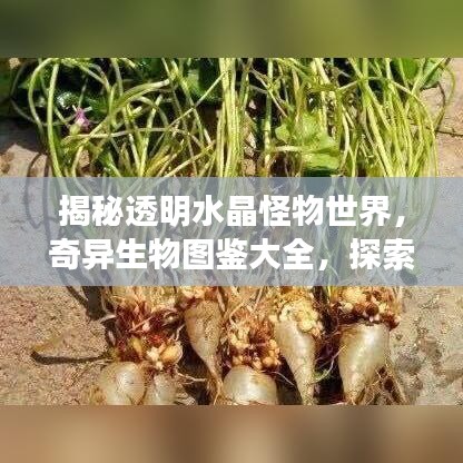 揭秘透明水晶怪物世界,奇异生物图鉴大全,探索未知神秘领域