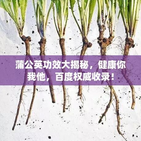 蒲公英功效大揭秘，健康你我他，百度权威收录！