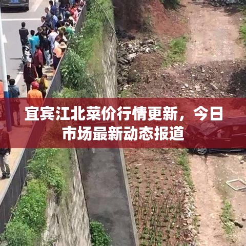 宜宾江北菜价行情更新，今日市场最新动态报道