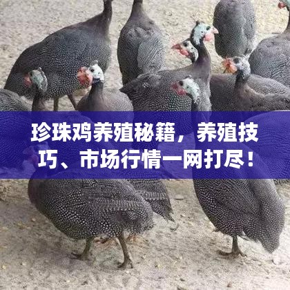 达官贵人 第3页