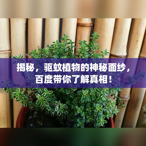 揭秘，驱蚊植物的神秘面纱，百度带你了解真相！