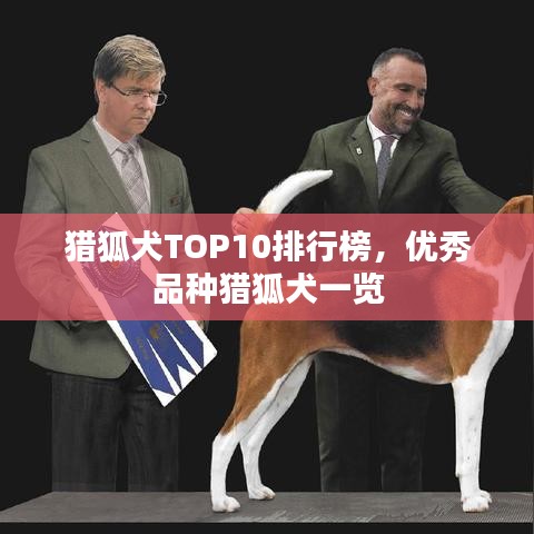 猎狐犬TOP10排行榜，优秀品种猎狐犬一览