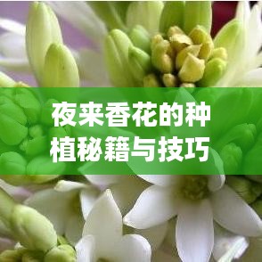 夜来香花的种植秘籍与技巧——百度权威经验分享