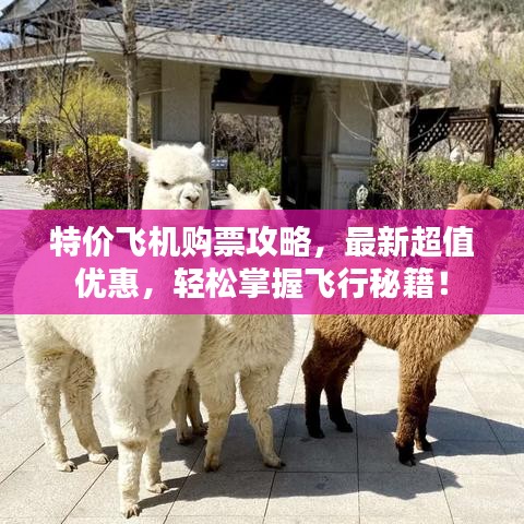 特价飞机购票攻略,最新超值优惠,轻松掌握飞行秘籍!