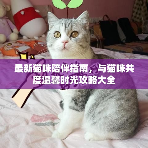 最新猫咪陪伴指南,与猫咪共度温馨时光攻略大全