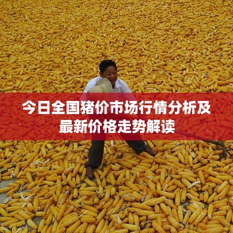 今日全国猪价市场行情分析及最新价格走势解读