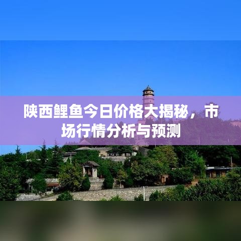 陕西鲤鱼今日价格大揭秘,市场行情分析与预测