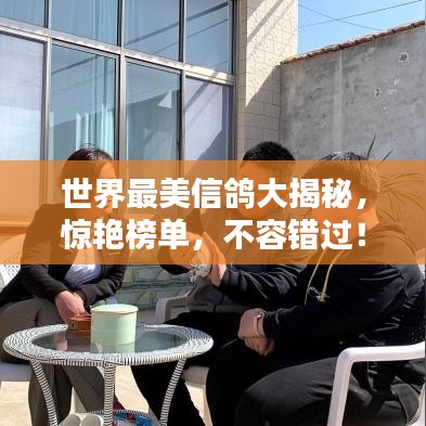 世界最美信鸽大揭秘,惊艳榜单,不容错过!