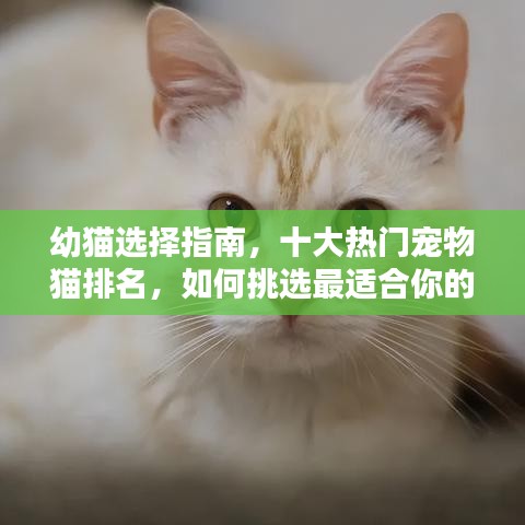 幼猫选择指南，十大热门宠物猫排名，如何挑选最适合你的猫咪伴侣