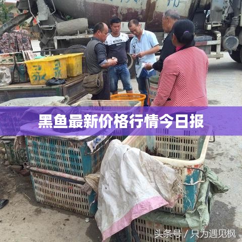 黑鱼最新价格行情今日报