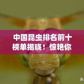 中国昆虫排名前十榜单揭晓！惊艳你的眼球！