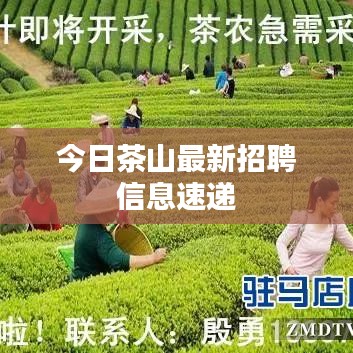 今日茶山最新招聘信息速递