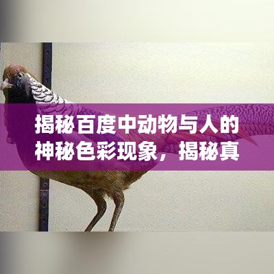 揭秘百度中动物与人的神秘色彩现象,揭秘真相,探寻奥秘